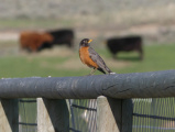 Robin on a Fence