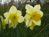 Pair of Daffodils