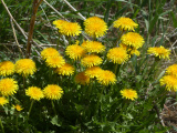 Early Dandelions