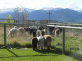 Evening Grazing