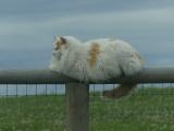Floofy Monorail Cat