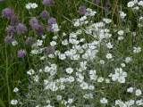 Tiny Flowers in June