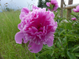 Pink Peony Bloom