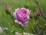 Pink Rose Bloom