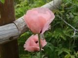 Pink Poppy Bloom