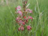 Pink Wildflowers