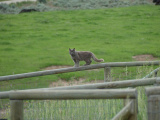 Gray Cat on Fence