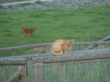 Orange Cat with Cow