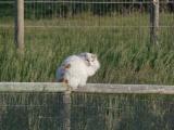Red and White Cat on Fence