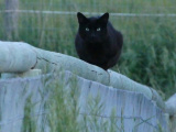 Black Cat on Fence