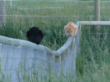 Black Cat and Red Cat on Fence