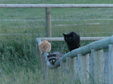 Black Cat, Racoon and Red Cat