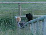Black Cat, Racoon and Red Cat