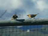 Angry Birds on Fence
