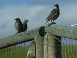 Three Birds on Fence