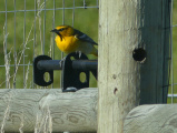 Bird on a Bolt on a Fence