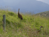 Crane Pair Beyond a Fence