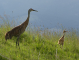 Crane and Baby