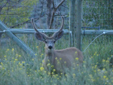 Deer by the Fence