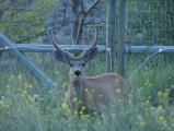 Deer by the Fence