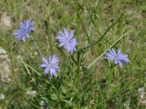 Four Purple Blooms