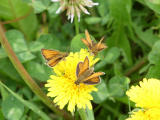 Convention on a Flower