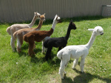 Array of Alpacas