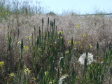 Variety of Wild Plants