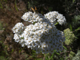 Alight on White Flowers