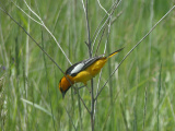 Bird on a Twig