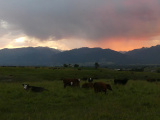 Cows at Dusk