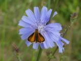Chicory and Butterfly