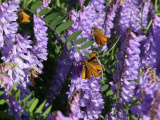 Purple Flowers with Butterflies