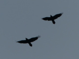 Two Birds Aloft