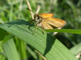 Butterfly on a Blade of Grass