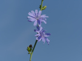Sky Chicory