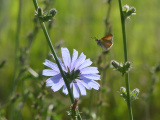 Visitor in Flight