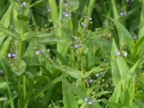 Constellation of Purple Flowers