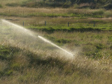 Evening Irrigation
