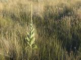 Mullein in the Grasses