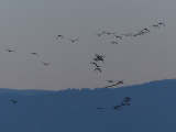 Geese at Dusk