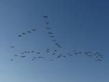 Geese in a Blue Sky