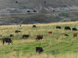 Hillside of Cows