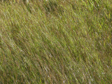 Sunlit Grasses in the Rain