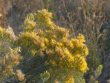 Sagebrush Flowers at Sunset