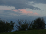 Scraggly Trees at Sunset