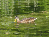 Green Reflections with Duck