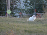 Cat in a Field