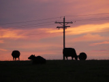 Spherical and Non-Spherical Cows