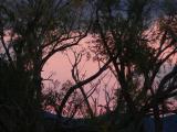 Pink Sky through Trees